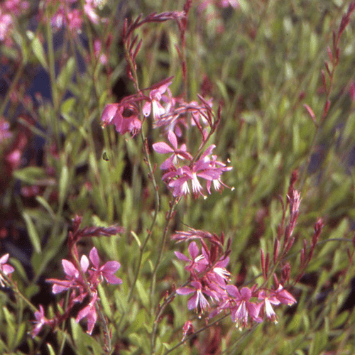 Des images de diff�rentes plantes